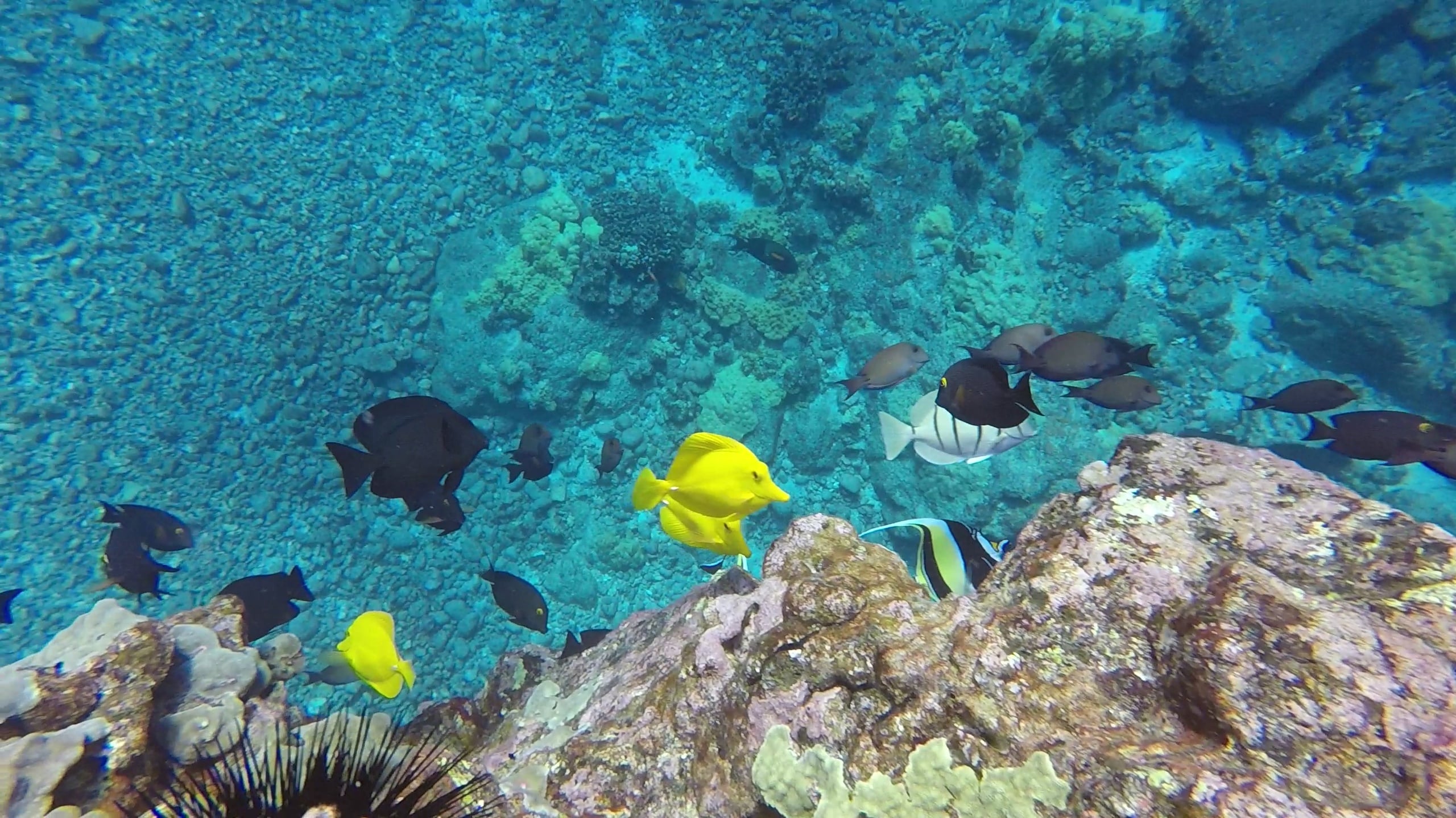 Kealakekua Bay (Captain Cook Monument) Snorkel